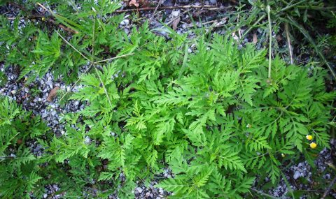 Ambrozija (Ambrosia artemisiifolia L.)